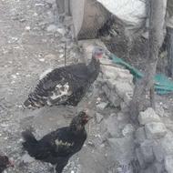 بوقلمون ماده تخمگذار2عدد