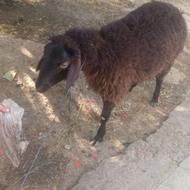 نر بره قربانی