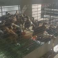 جوجه گلپایگان صغیر اصل تعداد حدود 95 تا یک ماهه واقعی