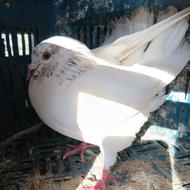 کبوتر ماده بالغ