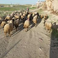 خریدارتراکتورمعاوضه بره