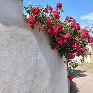 خانه حیاطدار ویلایی110متری در دودانگه ساری به قیمت