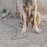 طوله سرابی 9 ماهه