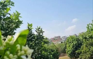 فروش زمین کشاورزی 500 متر در کوهساران