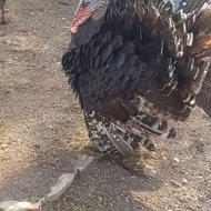 فروش اردک اسرائیلی غازبوقلمون