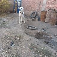 واگذاری سگ سرابی واسه گله