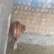 فروش گاو دورگ