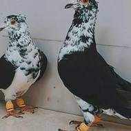 کبوتر نرماد