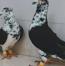 کبوتر نرماد