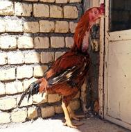 خروس لاری ومرغ لاری