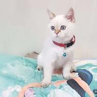 واگذاری بچه گربه ملوس و زیبا وخاص