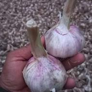 فروش سیر محلی.تیراژ بالا