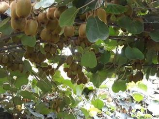 فروش سه هزار متر باغ کیوی همراه خانه