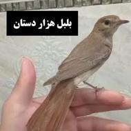 سهره هزار دستان