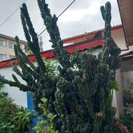 کاکتوس صخره ای