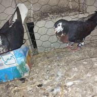 کبوتر ساده افشان