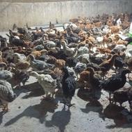 فروش جوجه مرغ و خروس 45روزه