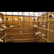 کفتر طوقی. چادری. سینه سیاه
