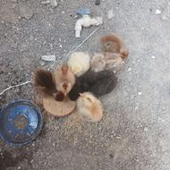 جوجه7الی8 روزه گردن لخت اصیل و جنگ طلب
