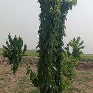 فروش باغ 5ساله نرسیده به روستای برزان