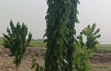 فروش باغ 5ساله نرسیده به روستای برزان