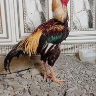 خروس نسل بالا برای جوجه کشی