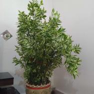 گل دورنگ بنجامین