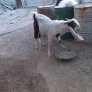 گوسفندتروشت