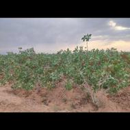 3600 متر باغ پسته احمدآقایی