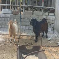 فروش 2بز نر چاق