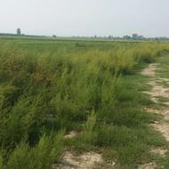 زمین باغی 200 متری