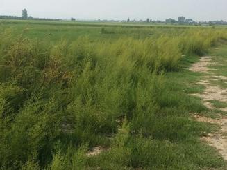 زمین باغی 200 متری