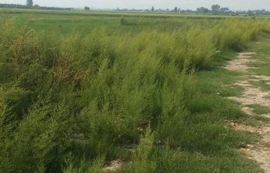 زمین باغی 200 متری
