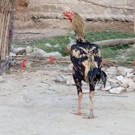 خروس خوب سرحال