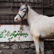 اسب غزل نریون