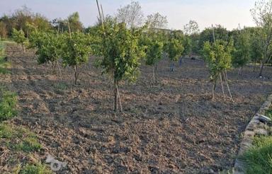 250متر زمین باغی الحاق روستای دیودشت(هتکه پشت)