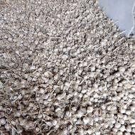 سیر درشت محلی و درهم