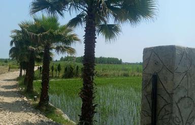فروش زمین سرمایه گذاری 200 متر در بیشه کلا