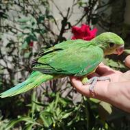 طوطی ملنگو سرلاکی