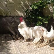 خروس و مرغ فونیکس مولد اصل