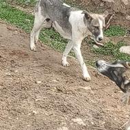 سگ خوبی هست چون ازش توله گرفتم میخواهم بدم عکس سوم عکس