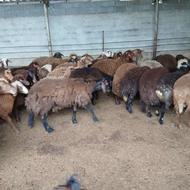 گوسفند بره نر از 25 تا 55 کیلو