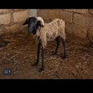 گوسفندوقوچ درحد نو بسیار زیبا ورزش کار