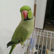 ملنگو نر 4ساله