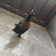 فروش جوجه مرغ