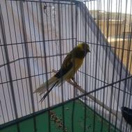 قناری نر رسمی بلند