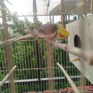 عروس هلندی نر