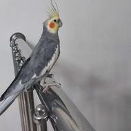 عروس هلندی نر و بالغ