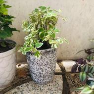 گل حسن یوسف عطری