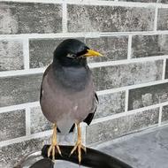 مرغ مینا گمشده